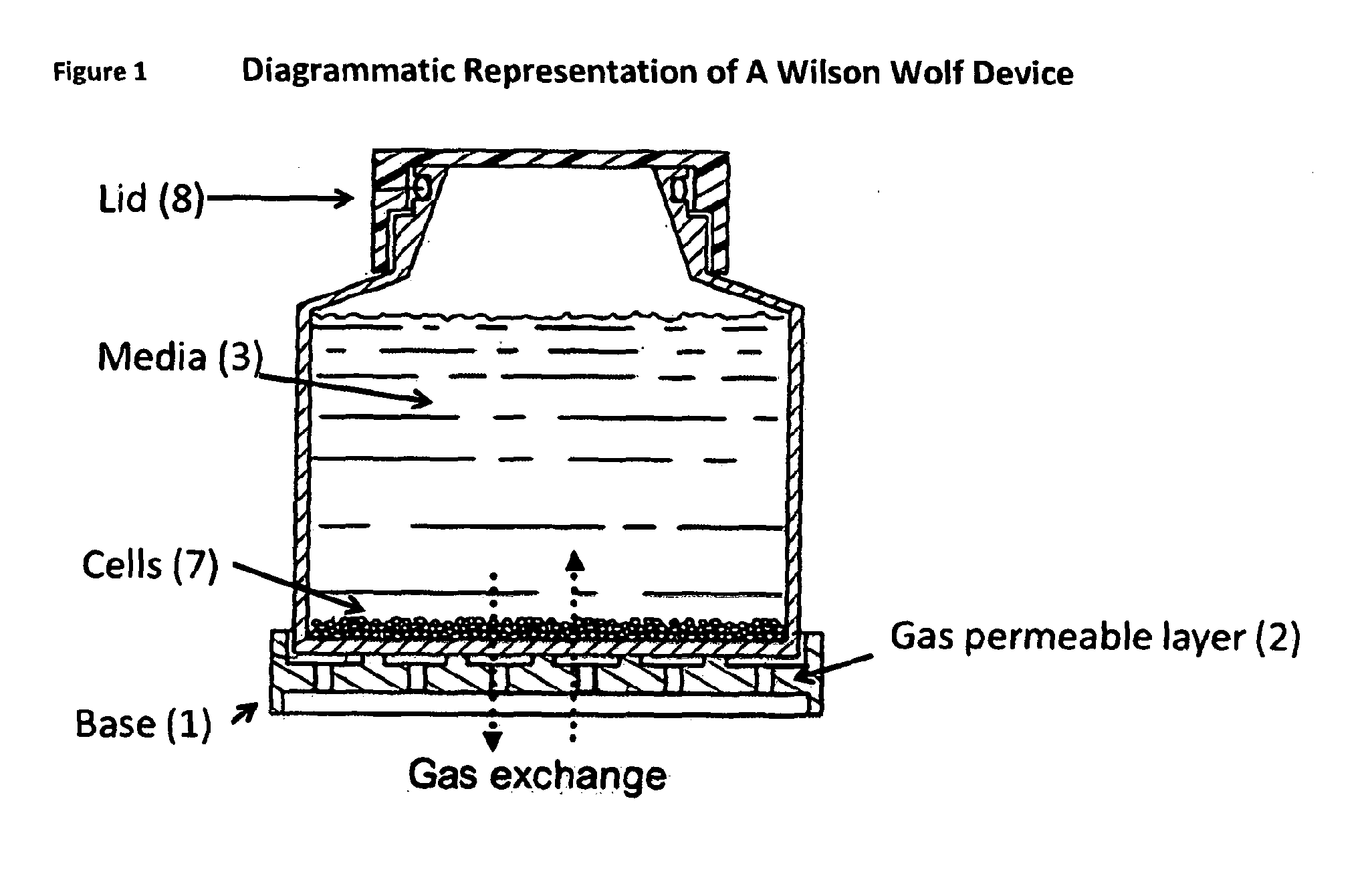 Process for t cell expansion