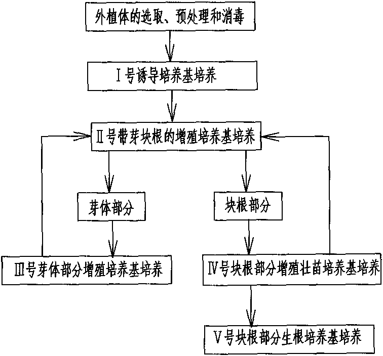 Rapid propagation method for tube seedlings of high-grade polygonatum cyrtonema hua