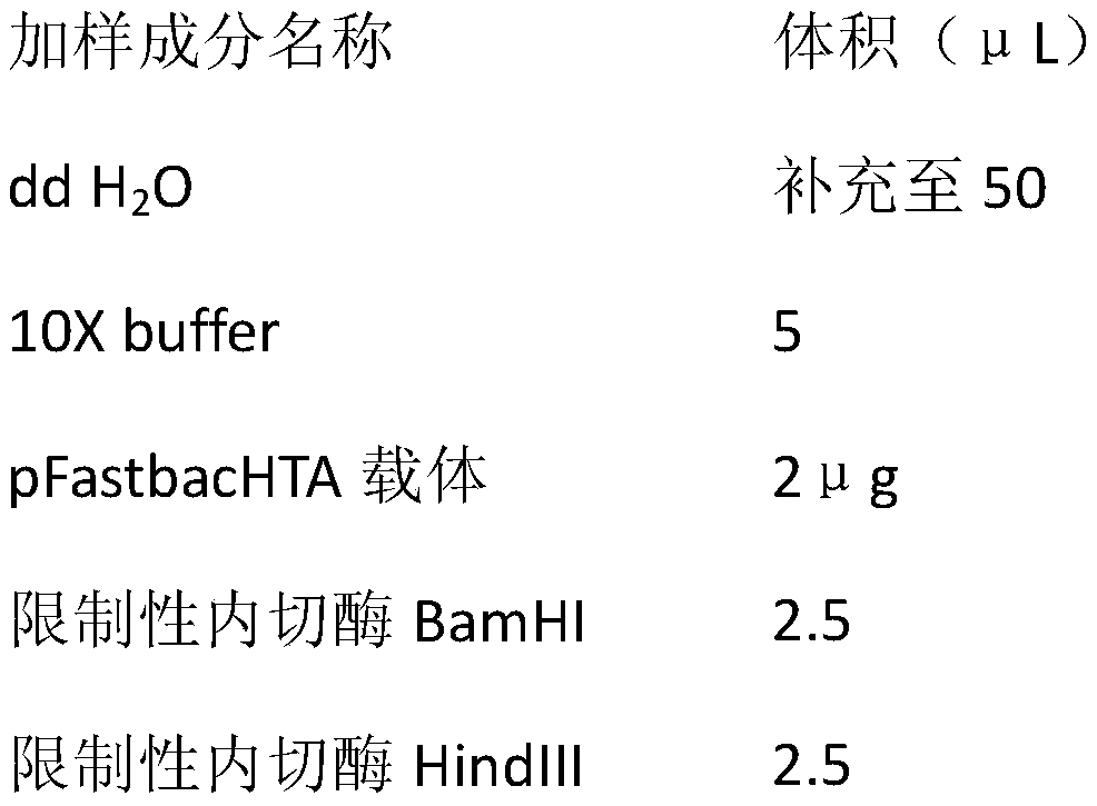 Recombination baculovirus for expressing Africa swine fever CD2V protein in SF9 cell