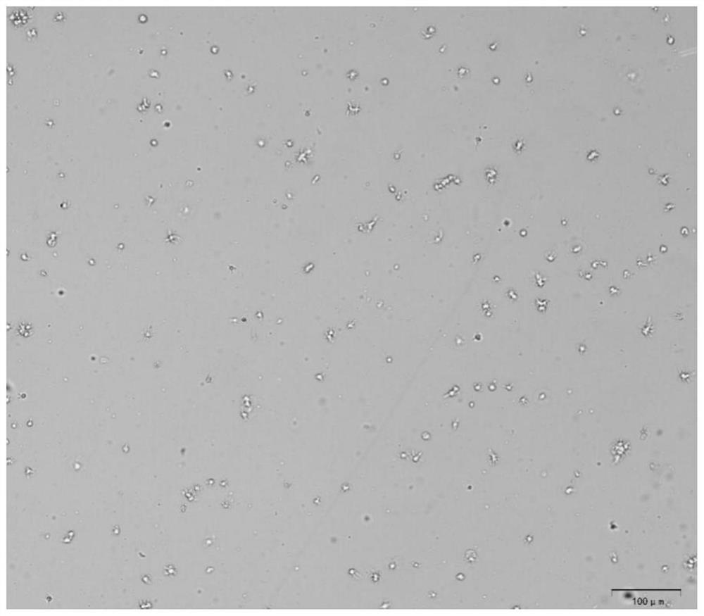 Preparation method of marine invertebrate blood cell suspension