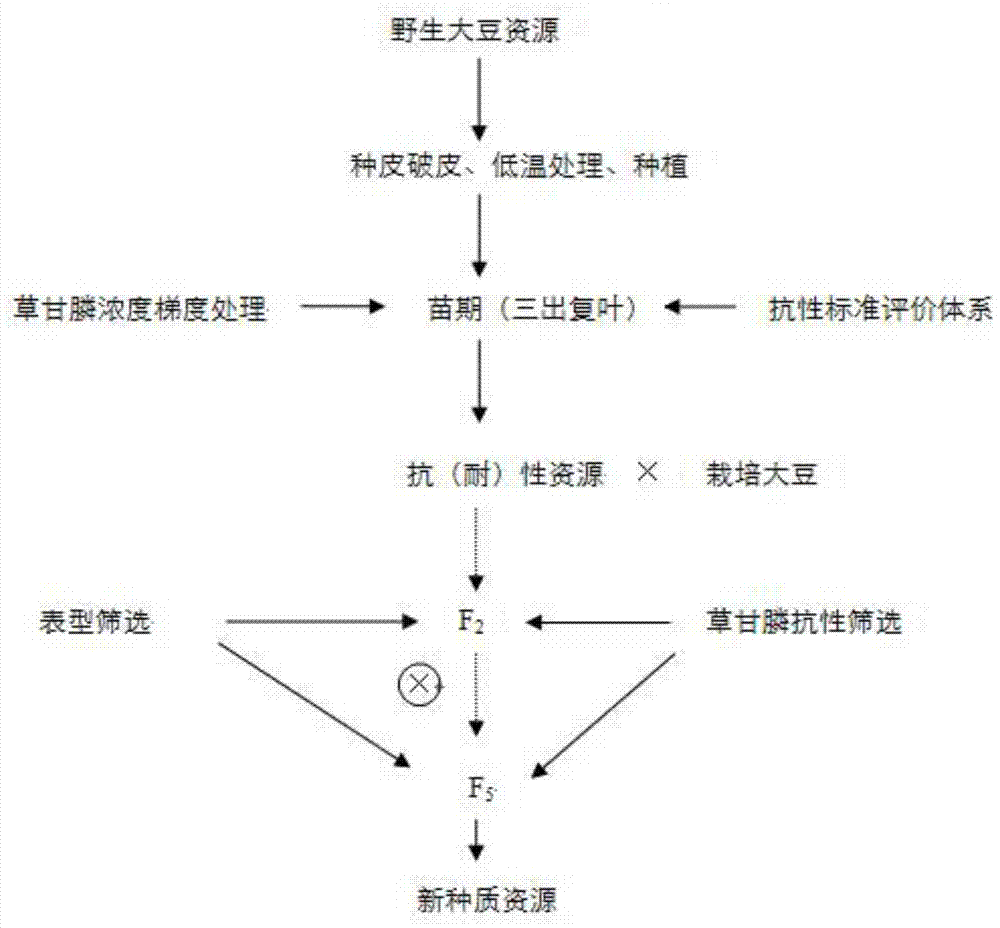 A method for breeding new germplasm with resistance/resistance to glyphosate using wild soybean