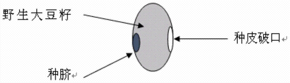 A method for breeding new germplasm with resistance/resistance to glyphosate using wild soybean