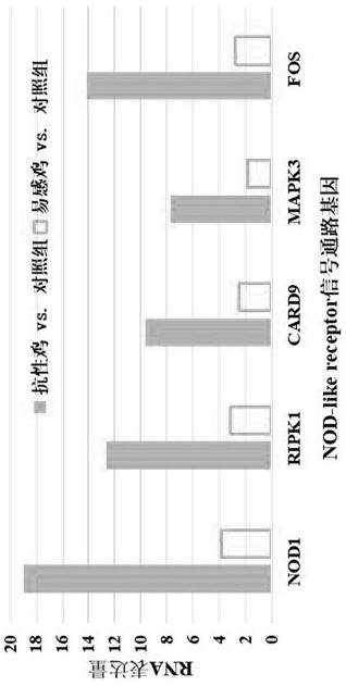 NLR signal path related to anti-avian pathogenic escherichia coli and application thereof