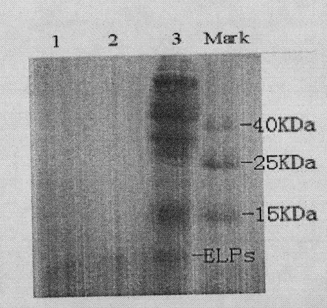 Fusion tagging protein for nonchromatographic sepration of target protein and coding gene and preparation method thereof