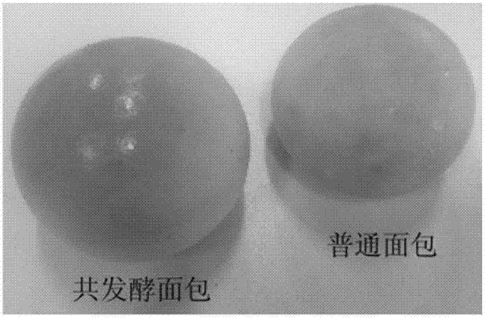 Lactic acid bacterium and saccharomycete co-fermented bread and production method thereof