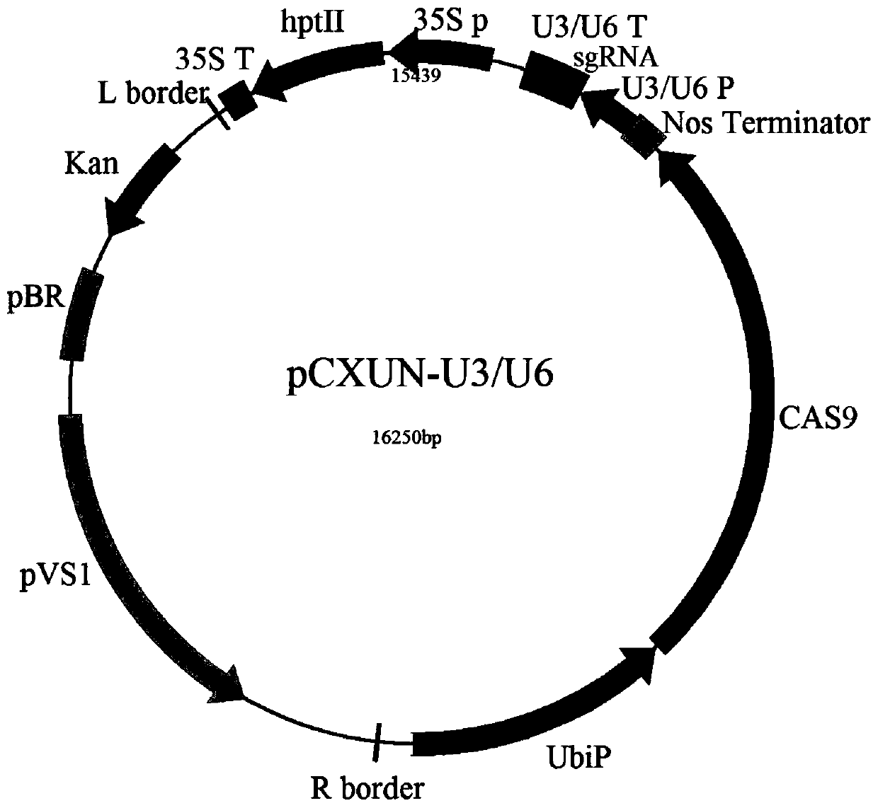 Method and kit for promoting flowering time of rice and mutation genotypes