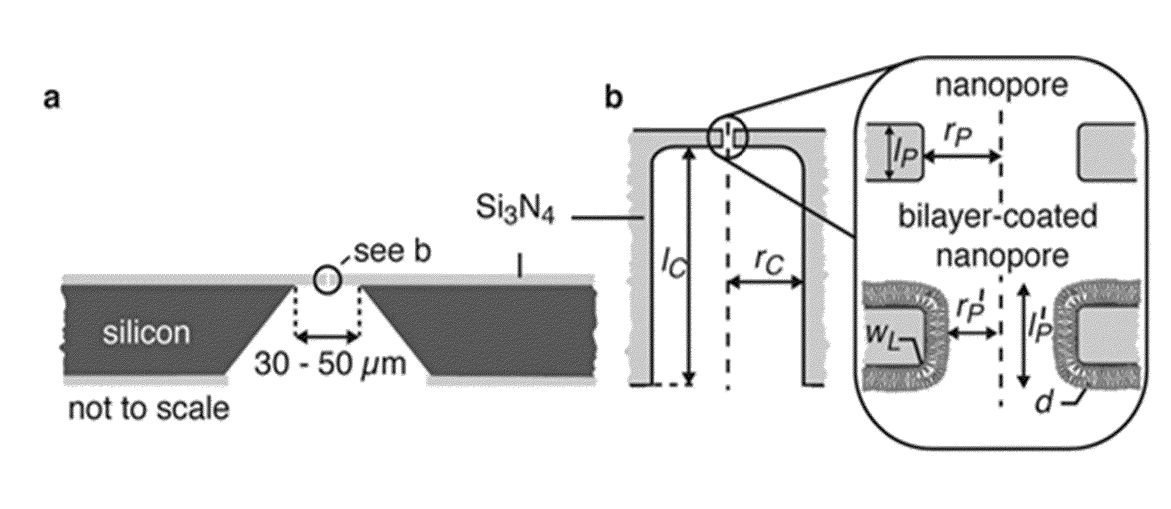 Controlling translocation through nanopores with fluid wall