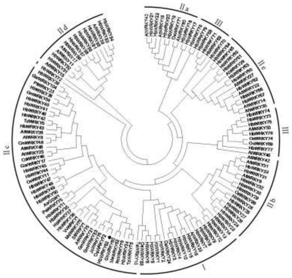 A kind of rubber tree hbwrky82 gene and its application