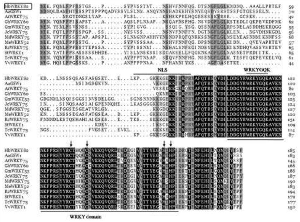 A kind of rubber tree hbwrky82 gene and its application