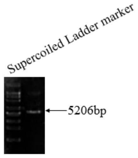 A ps transposon system and its mediated gene transfer method