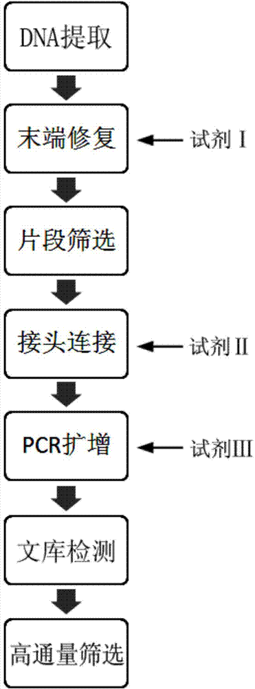 Establishment method for small fragmental DNA (Deoxyribose Nucleic Acid) library based on Ion ProtonTM sequencing platform and application of establishment method