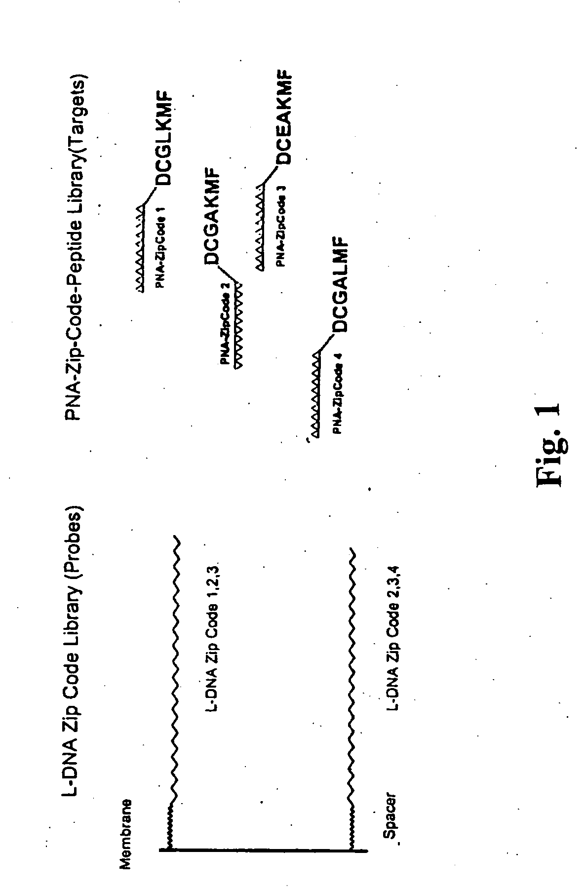 Self-assembly of molecules using combinatorial hybridization