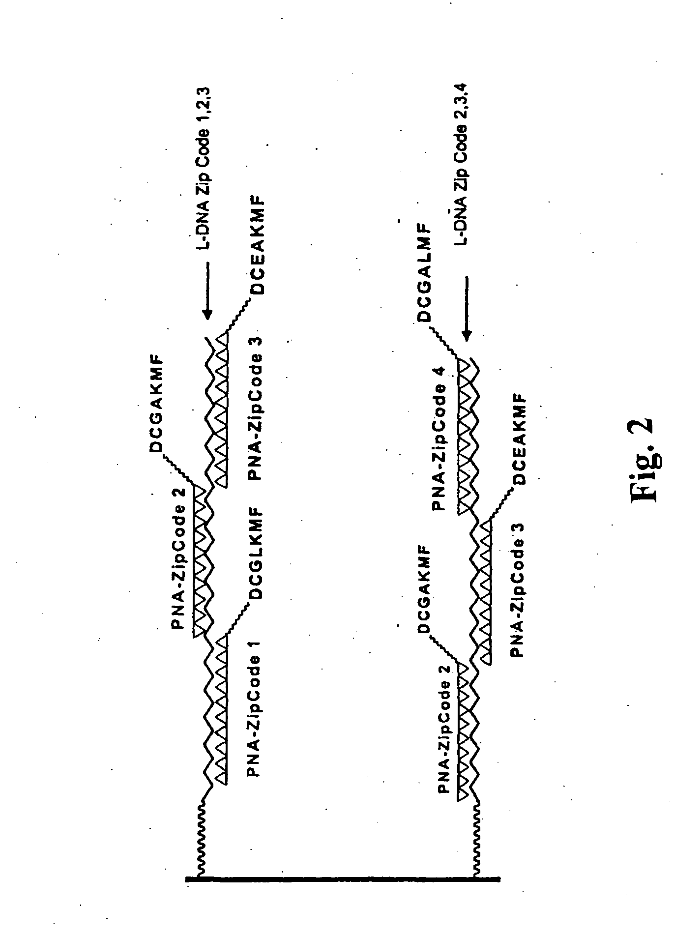 Self-assembly of molecules using combinatorial hybridization