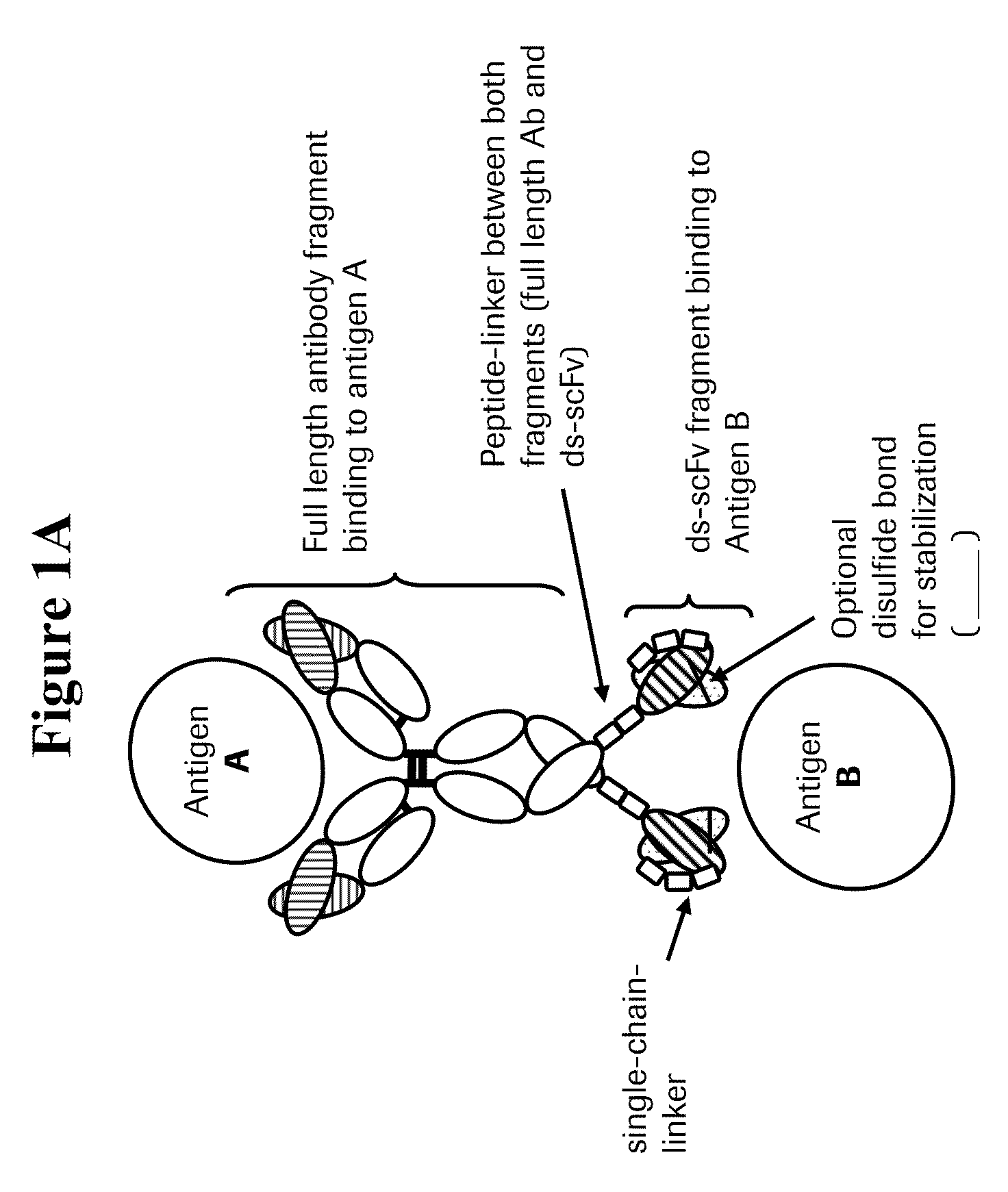 Bispecific anti-VEGF/anti-ANG-2 antibodies