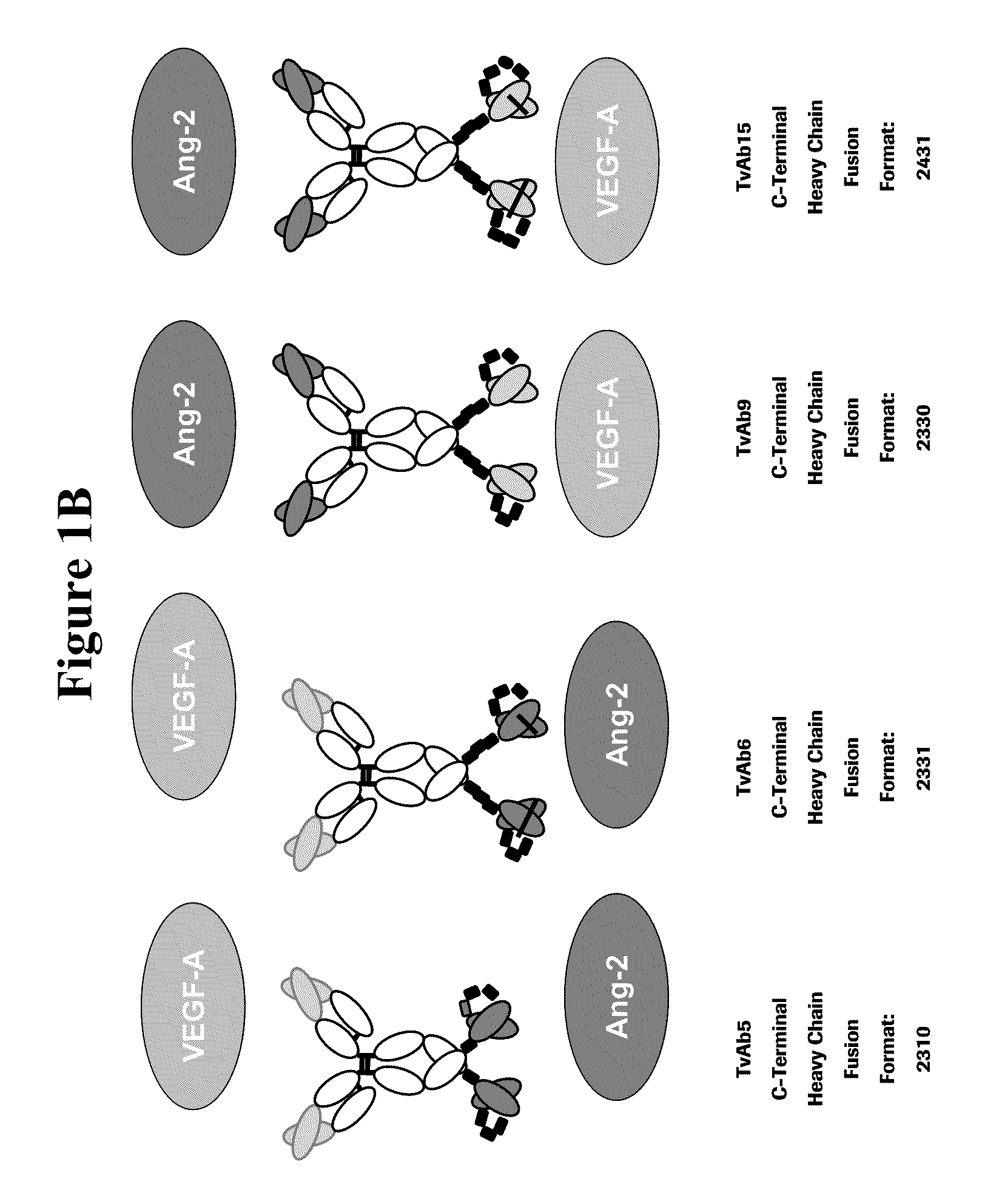 Bispecific anti-VEGF/anti-ANG-2 antibodies