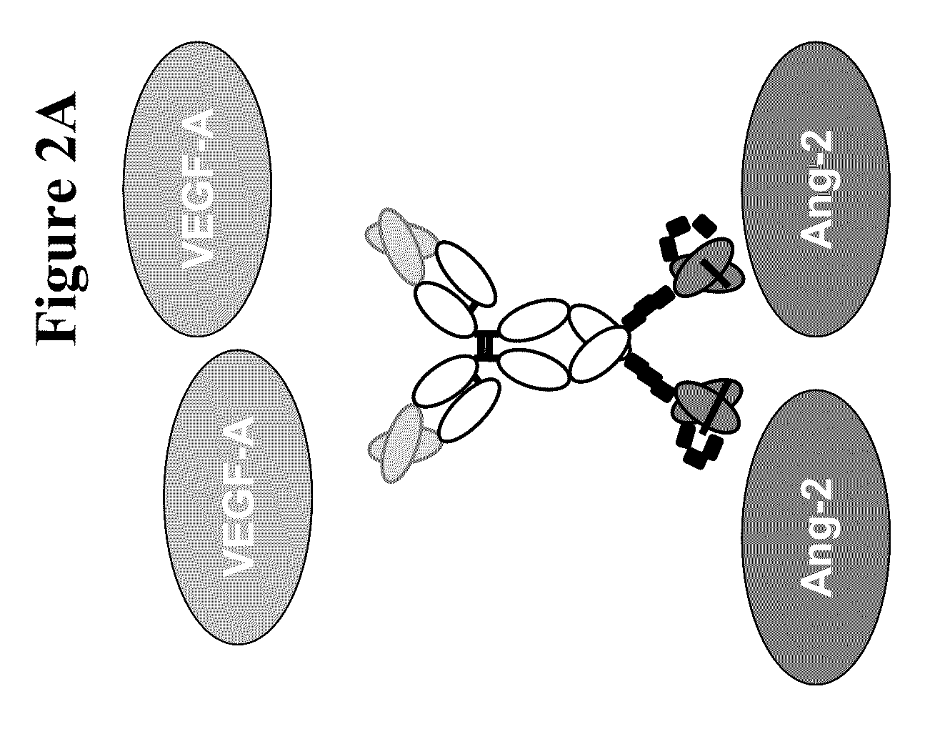 Bispecific anti-VEGF/anti-ANG-2 antibodies