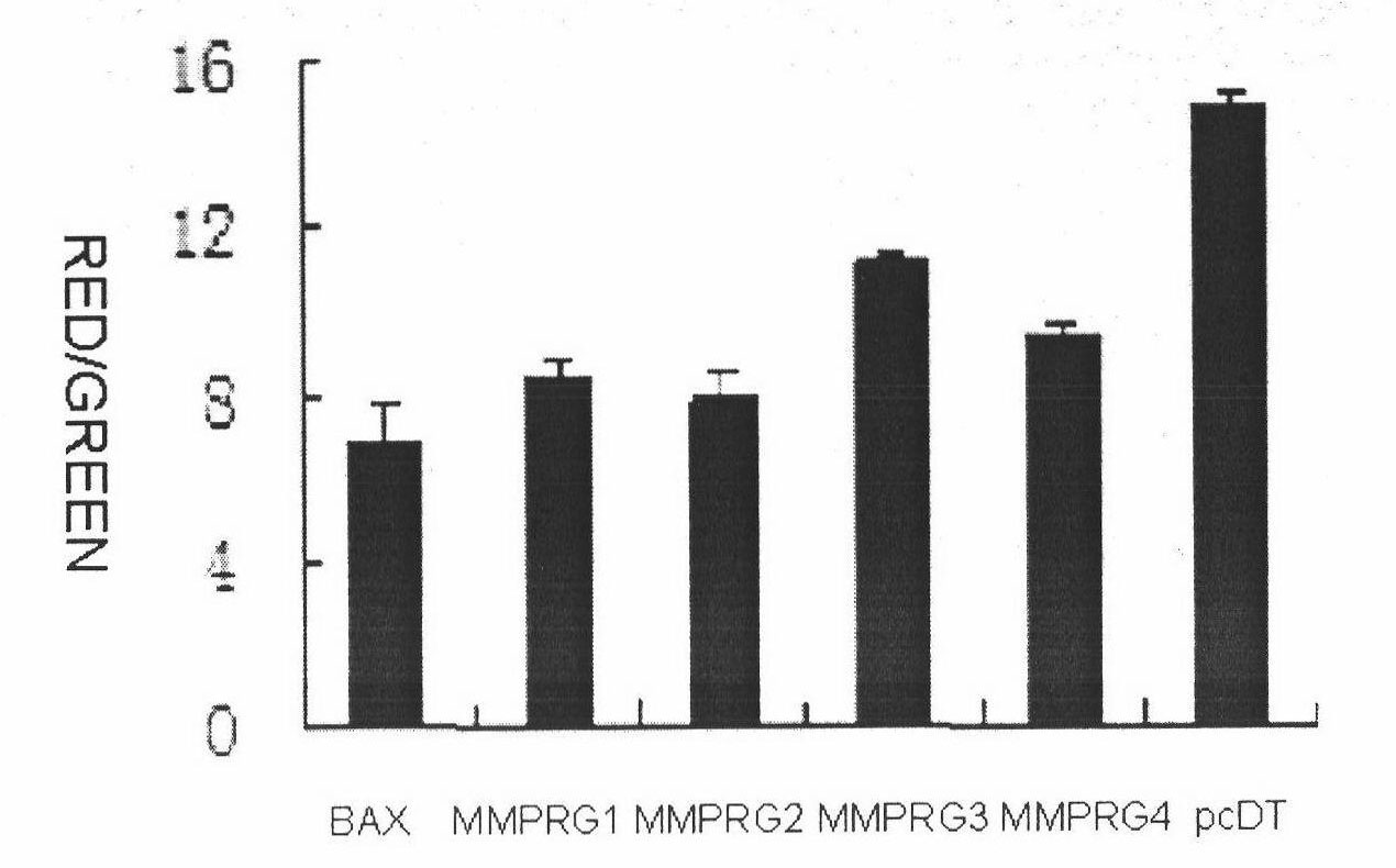 Polynucleotide related to mitochondrial membrane potential decrease and coded polypeptide and application thereof