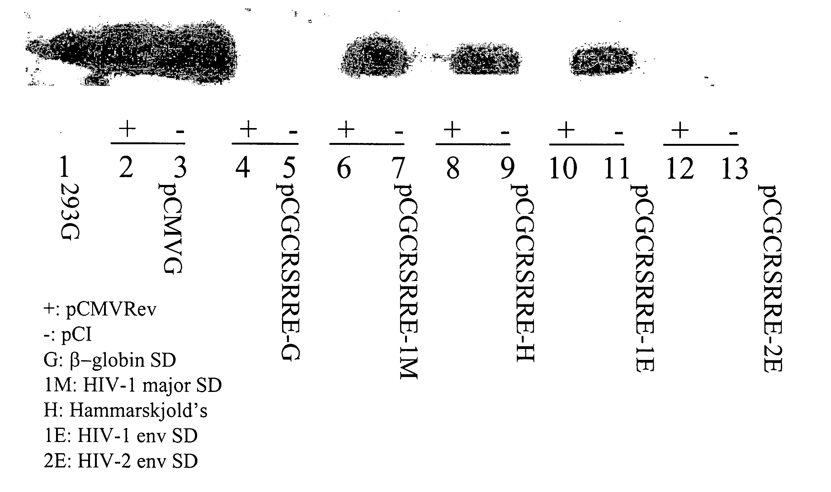 Regulated nucleic acid expression system