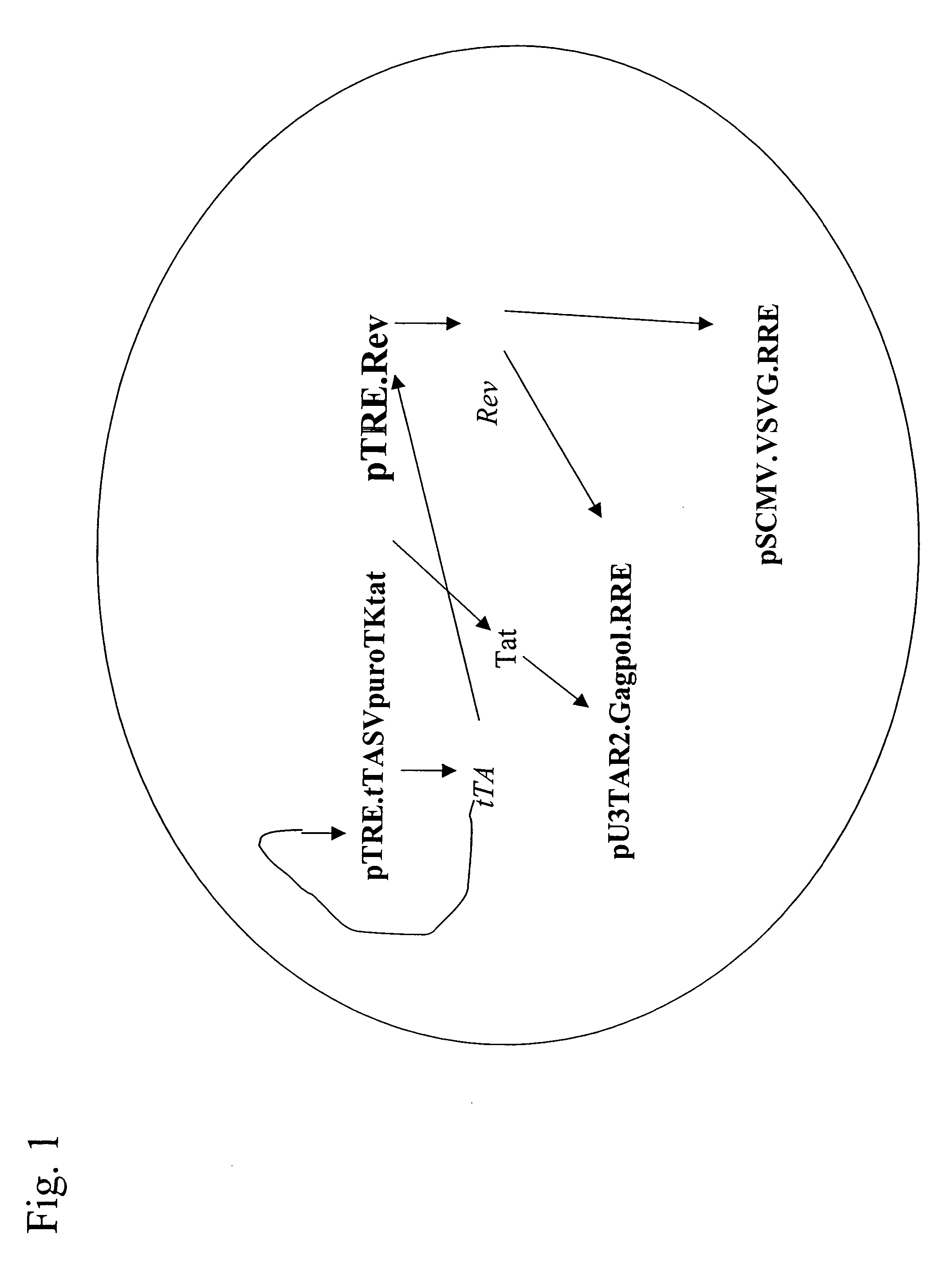 Regulated nucleic acid expression system