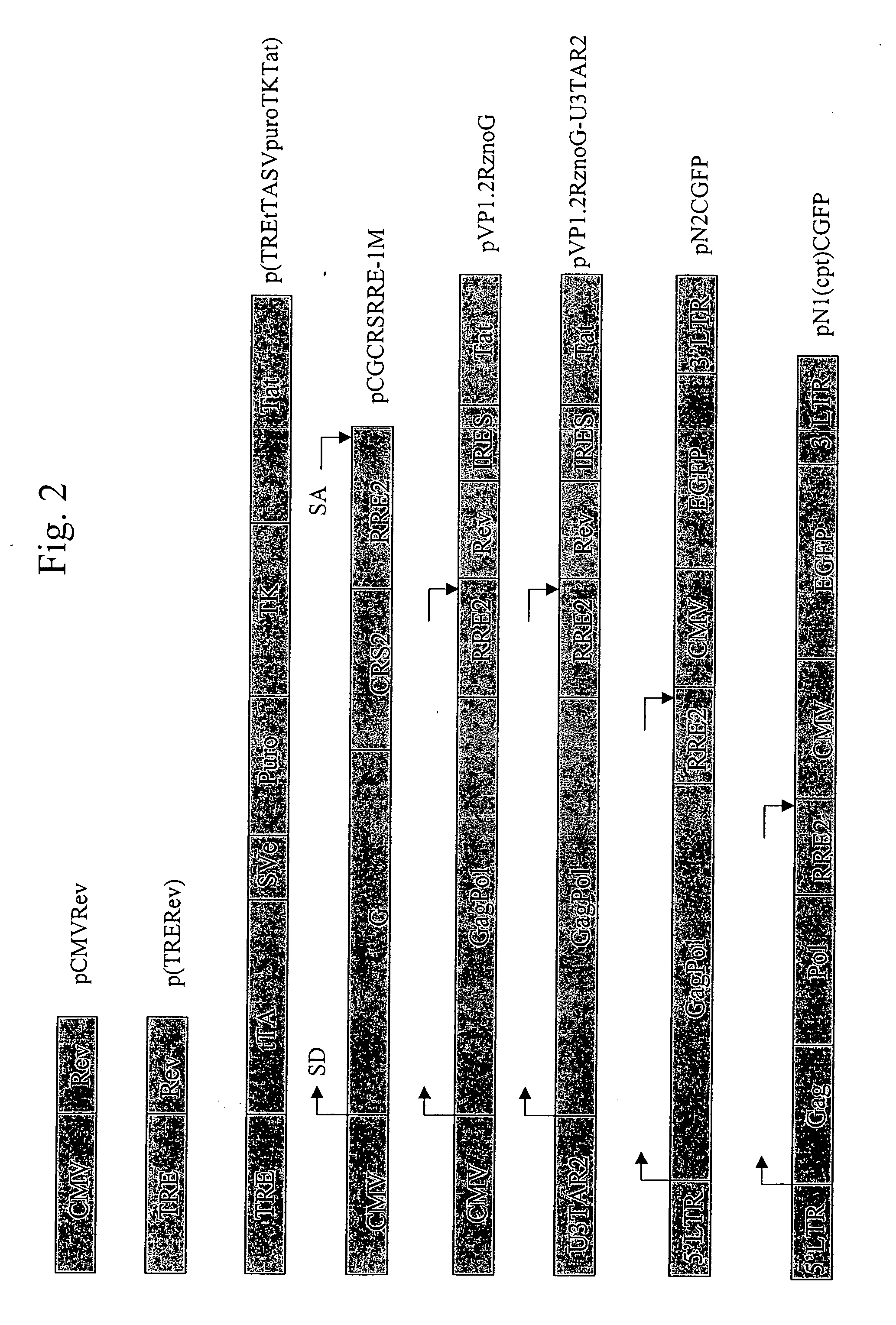 Regulated nucleic acid expression system