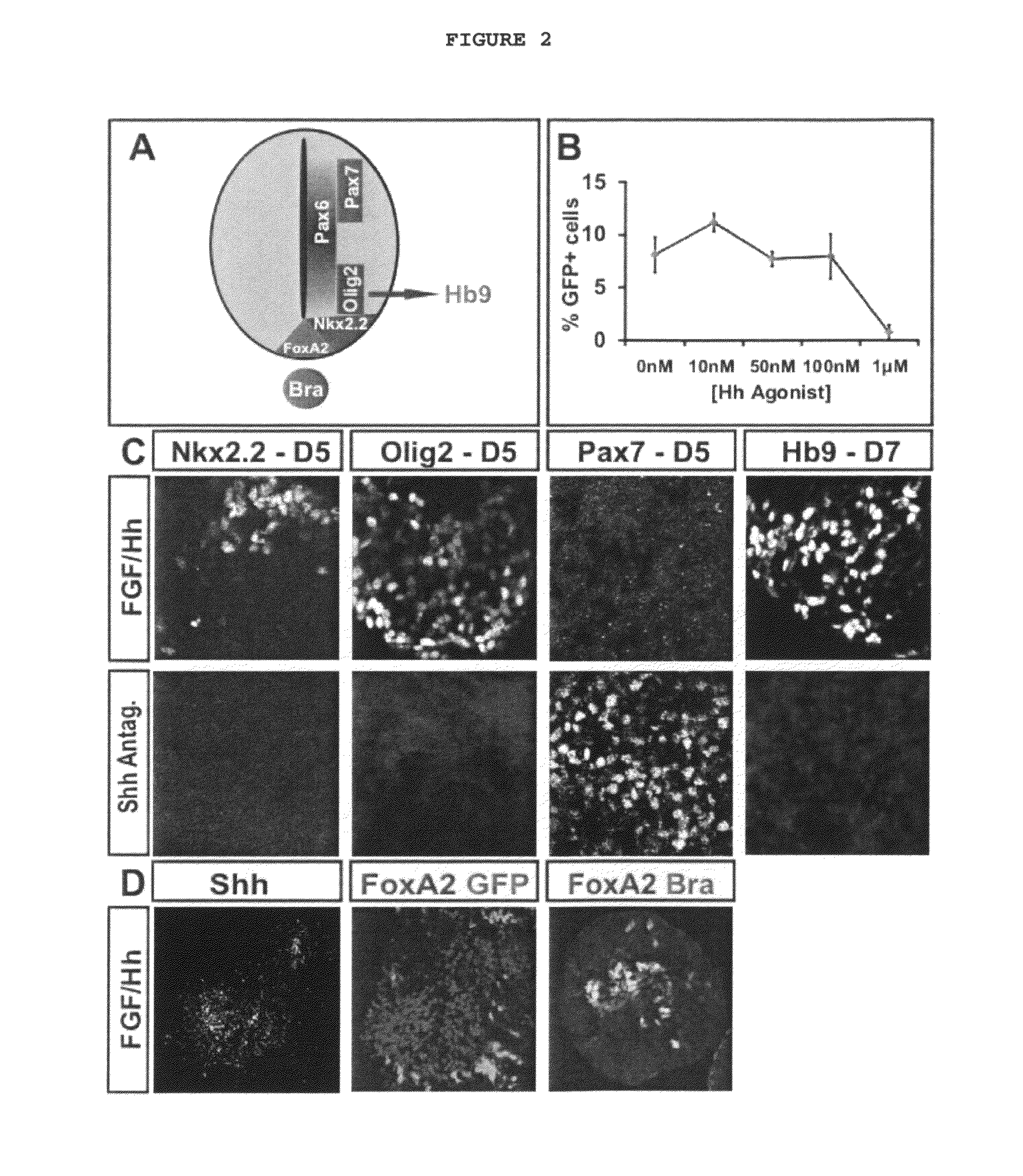 Caudal motor neuron derived from embryonic stem cells under conditions essentially free of any retinoid