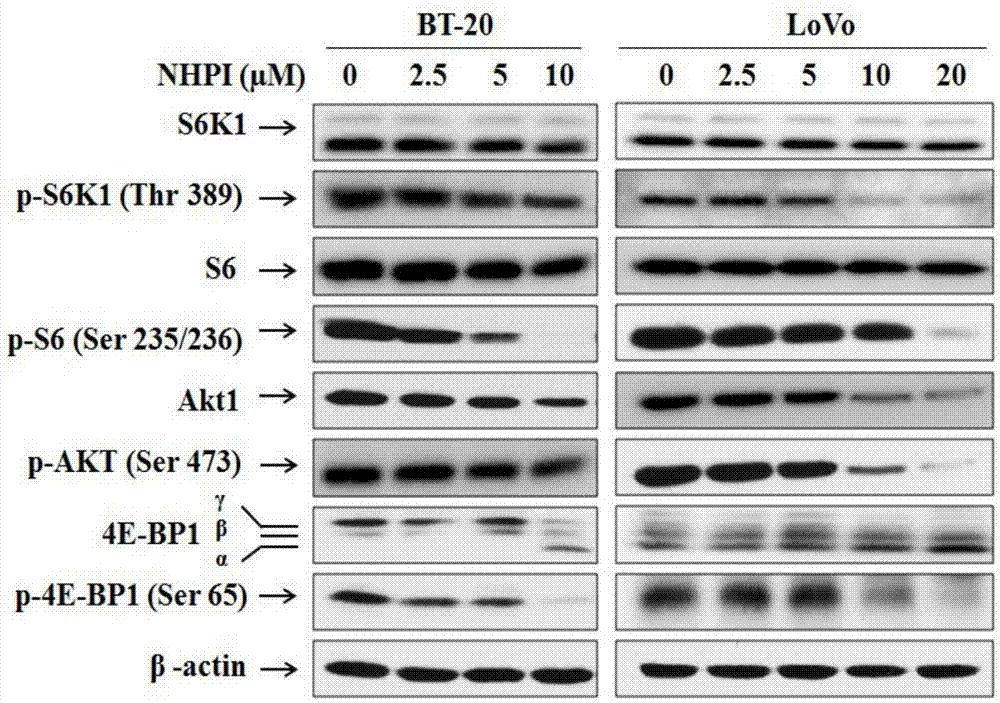 Application of N-hydroxyphthalimide compounds in preparation of anti-tumor medicine