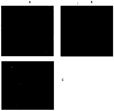 Application of total astragaloside to anti-photoaging and photodamage of skin