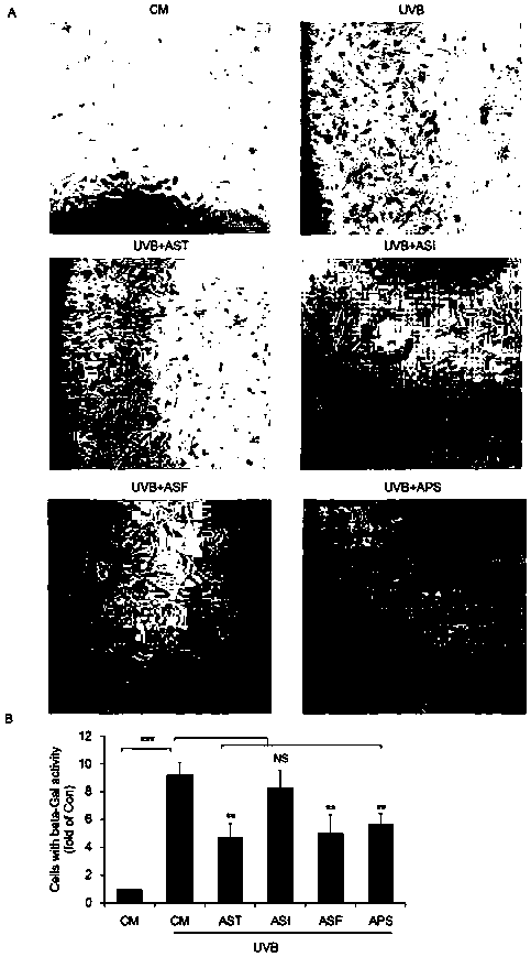 Application of total astragaloside to anti-photoaging and photodamage of skin