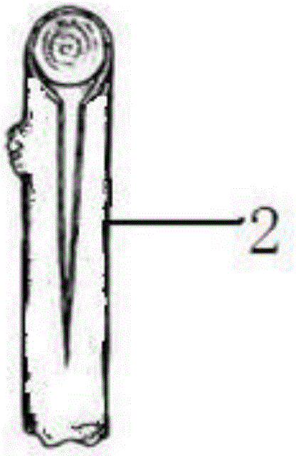 Method for breeding flos caryophylli in a plant manner