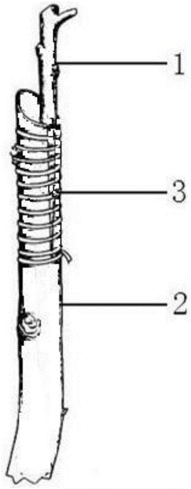 Method for breeding flos caryophylli in a plant manner