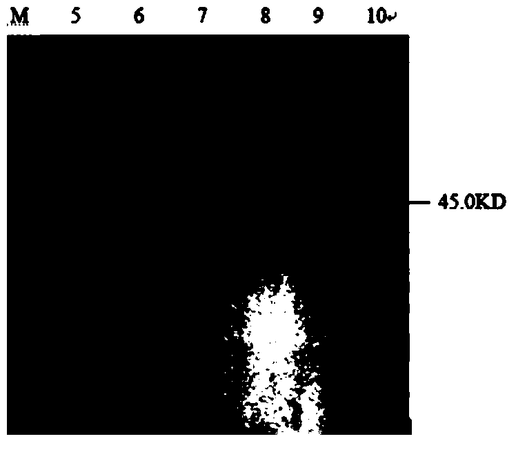 Clostridium perfringen alpha toxin genetic engineering vaccine and application thereof