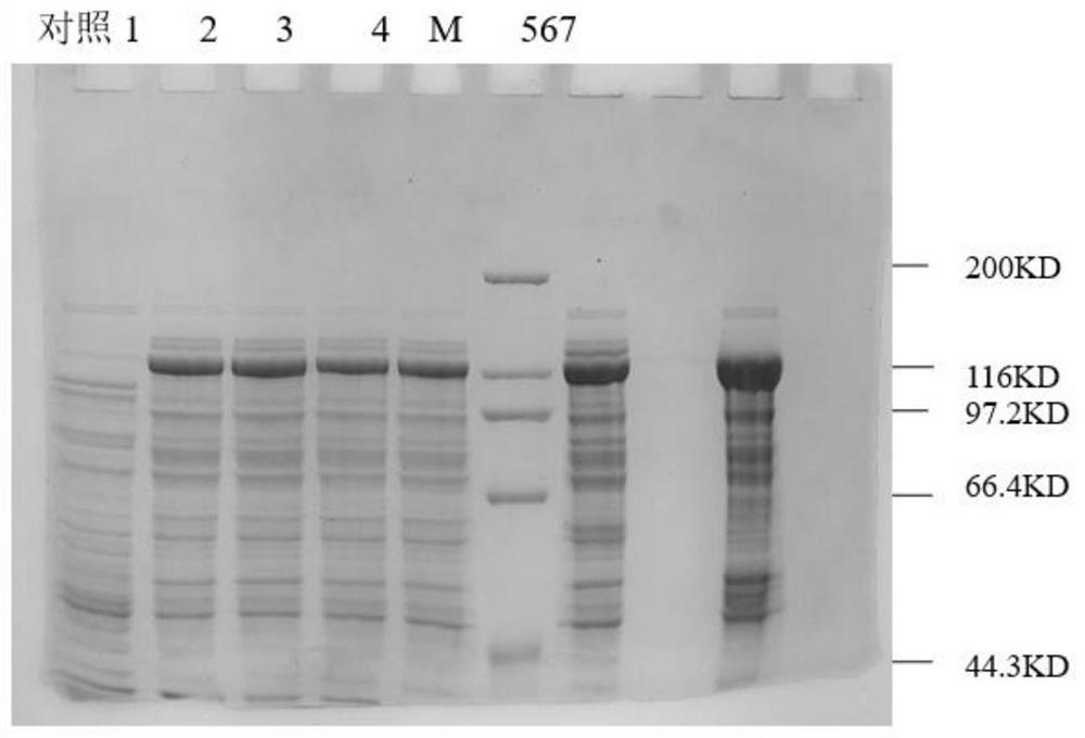 Recombinant clostridium histolyticum type I collagenase as well as preparation method and application thereof