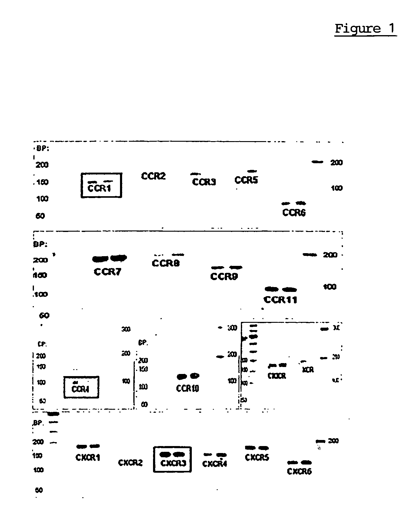 Use of chemokines, and pharmaceutical preparations containing the same