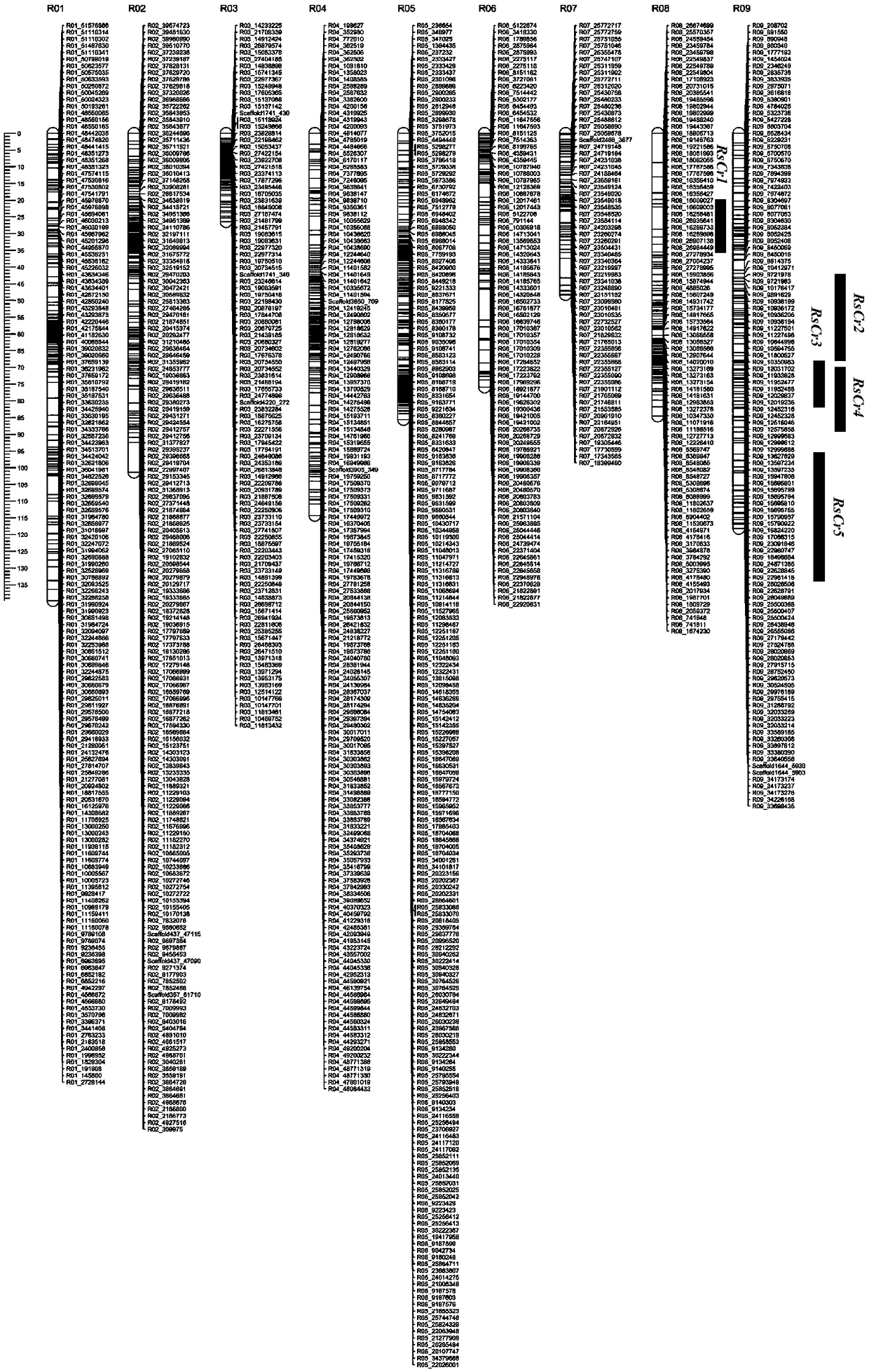 SSR molecular marker in linkage with radish clubroot-resisting QTL and applications of SSR molecular marker