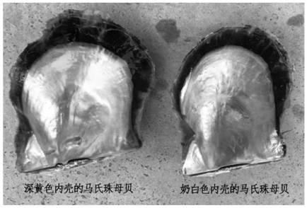 Fertilization breeding method for developing pinctada martensii with yellow inner shells into nacre with dark yellow golden inner shells