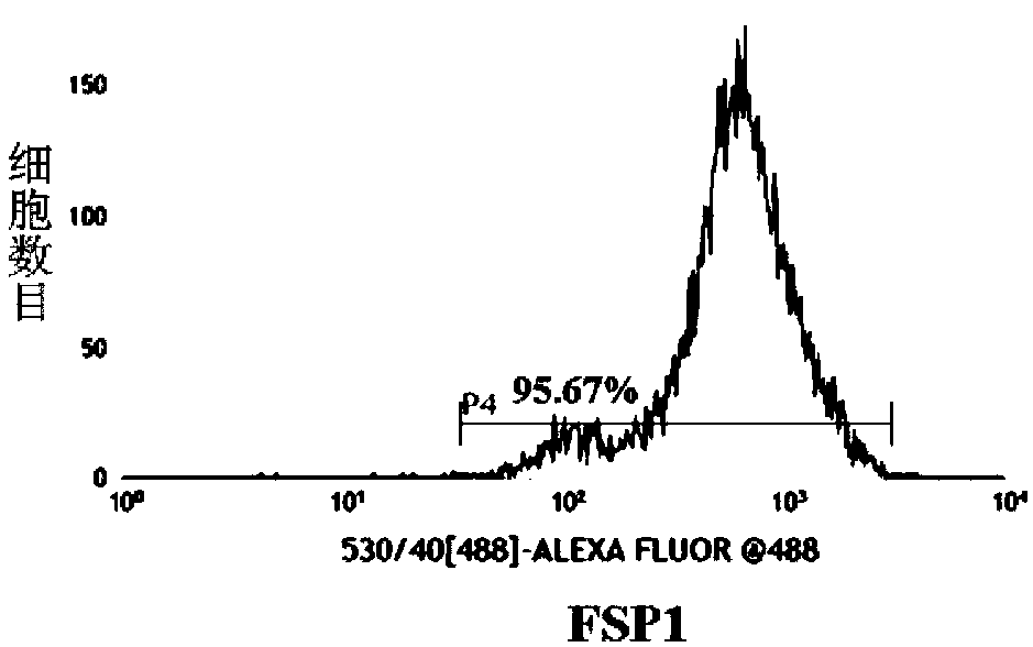 Proliferation accelerant and application thereof