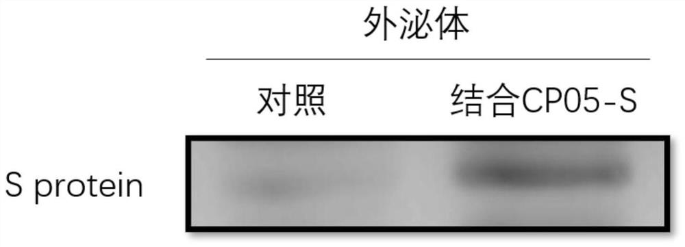 Exosome coupled with coronavirus S protein on surface and preparation method for exosome and application of exosome