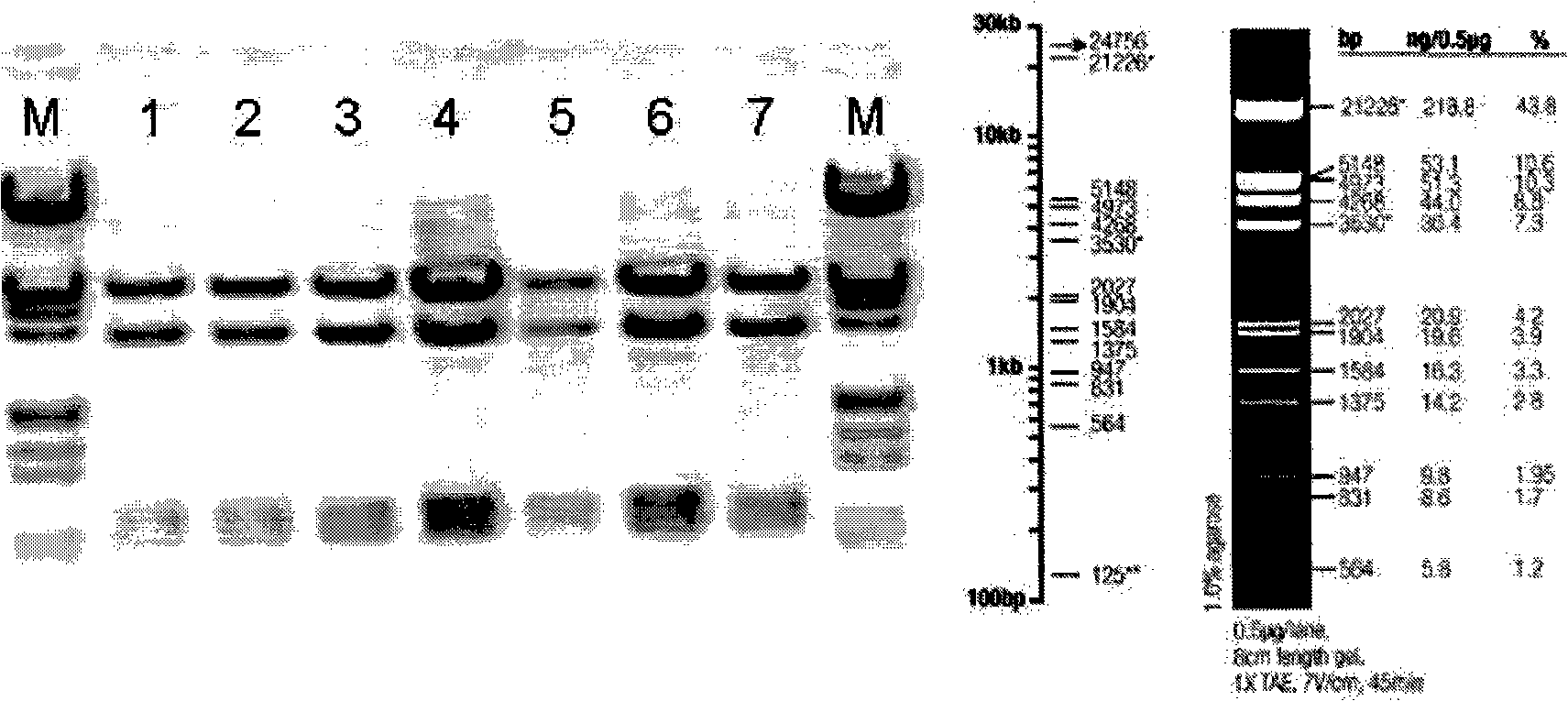 Single-chain fragment antibody-polypeptide amalgamation protein and uses thereof