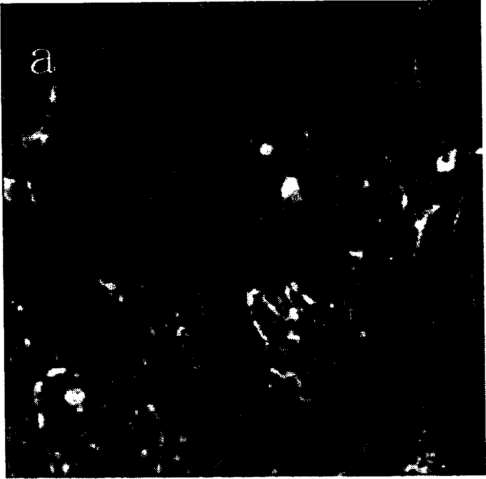 Attaching method of superthin slice for microscope obsservation onto mica surface based on interatomic force