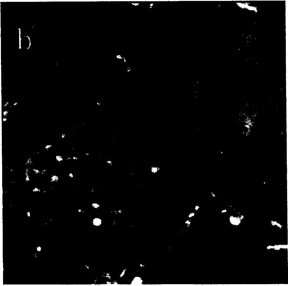 Attaching method of superthin slice for microscope obsservation onto mica surface based on interatomic force