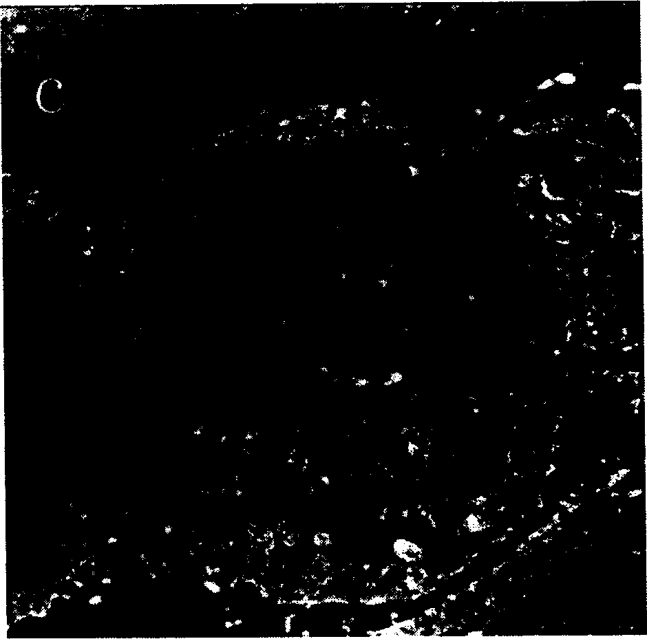 Attaching method of superthin slice for microscope obsservation onto mica surface based on interatomic force