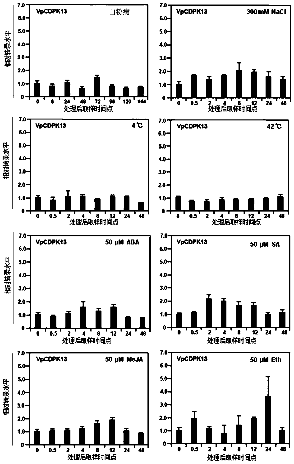 Powdery mildew resistant grape calcium dependent protein kinase gene VpCDPK13 and application thereof