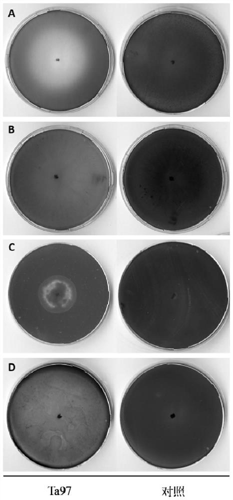 Trichoderma afroharzianum Ta97 and application thereof in straw returning