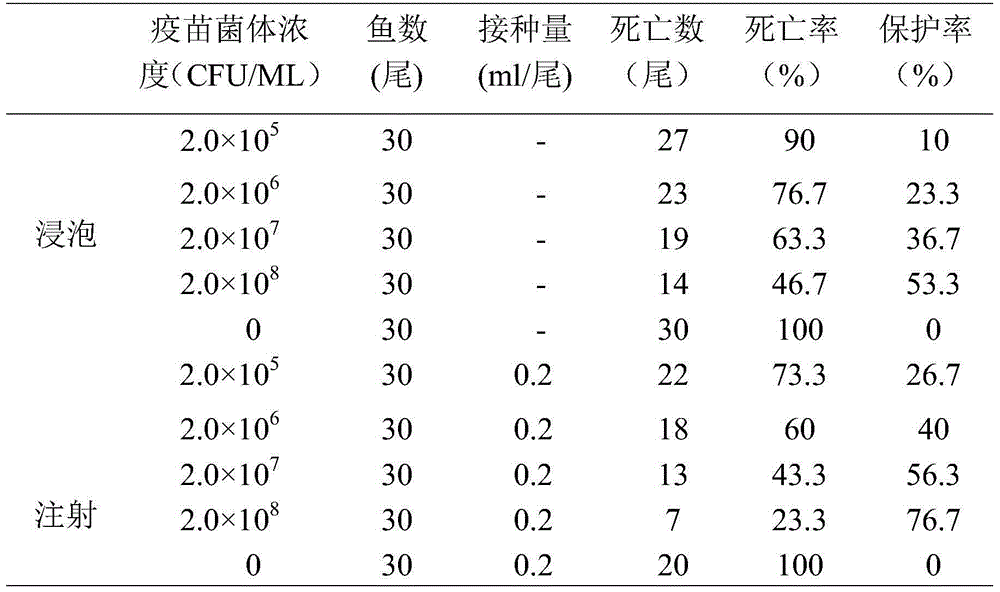 Vaccine for preventing streptococcus agalactiae disease of golden pomfret