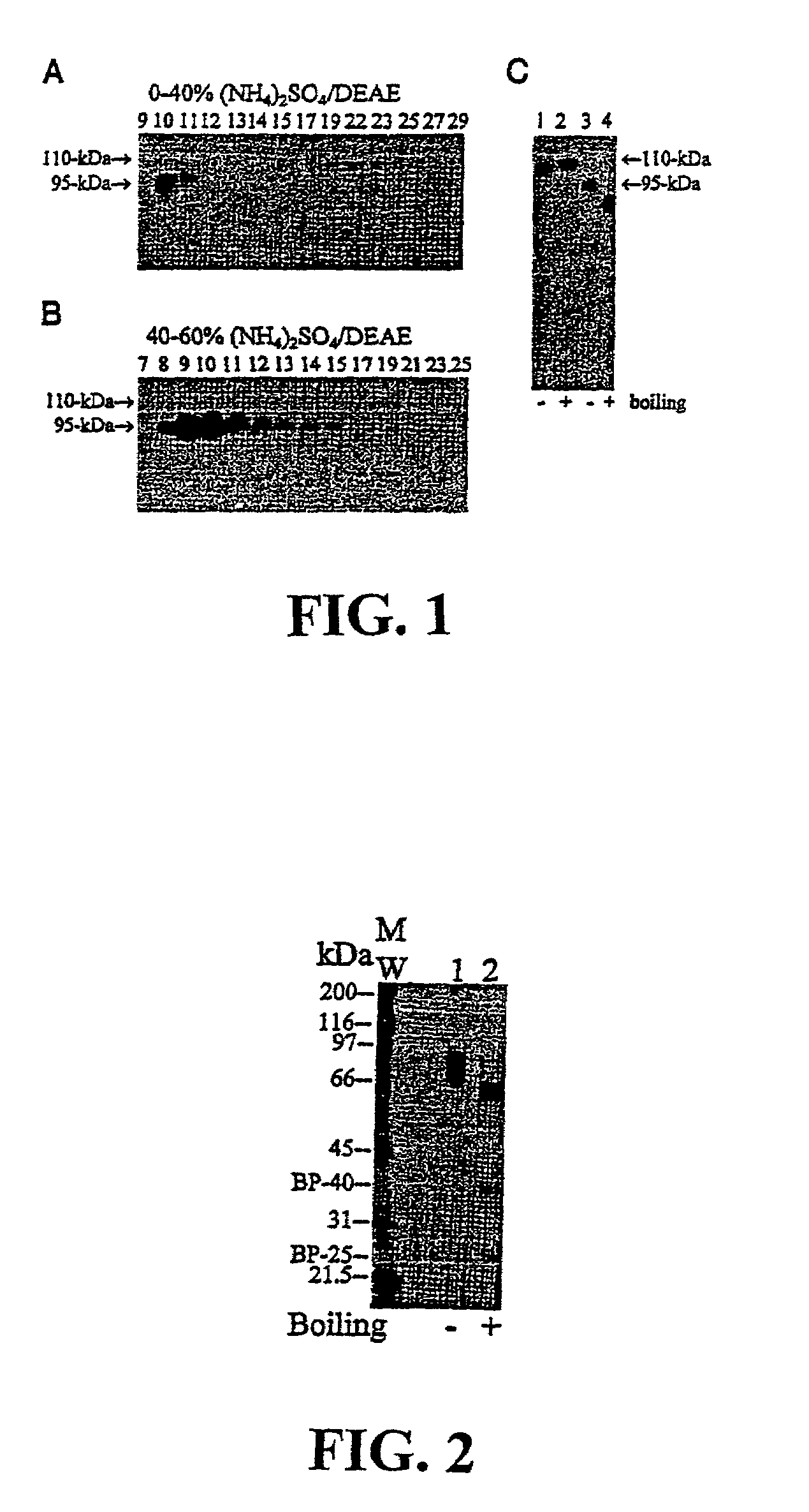 Matriptase, a serine protease and its applications