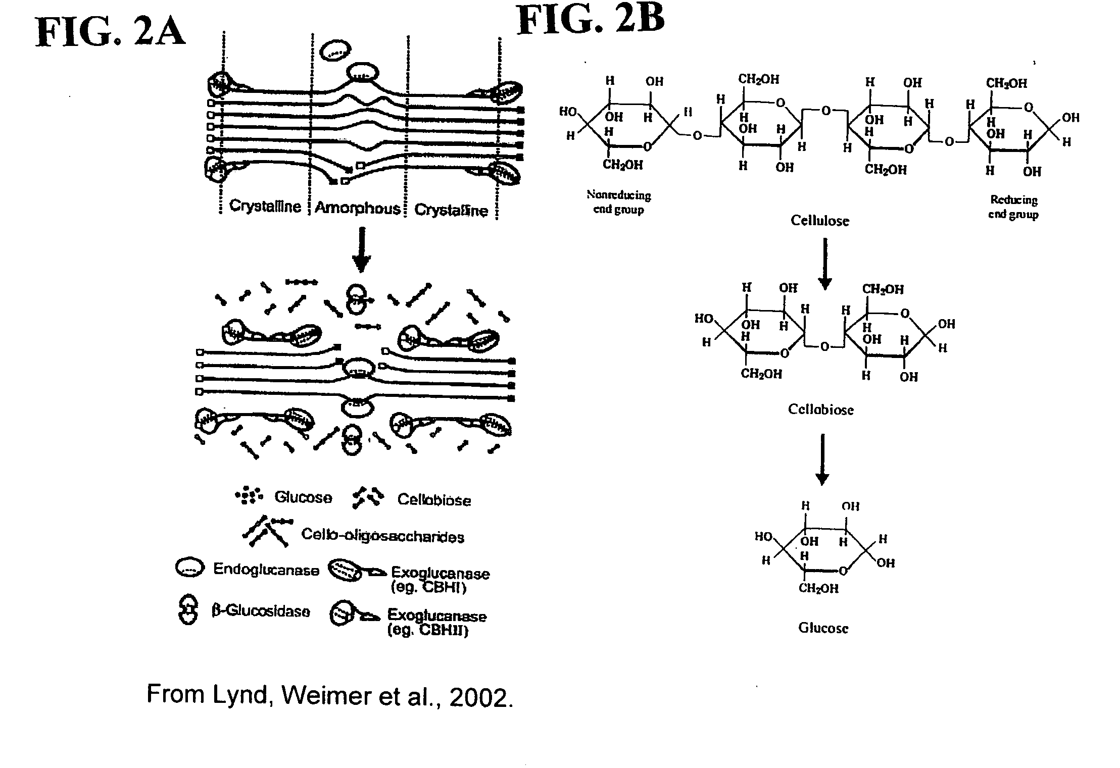 Enzyme systems for saccharification of plant cell wall polysaccharides