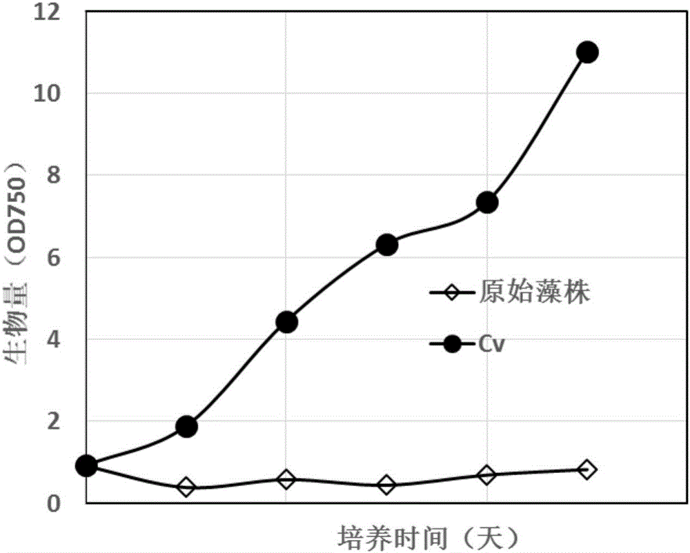 Algae species breeding method of microalgae capable of tolerating high-concentration flue gas