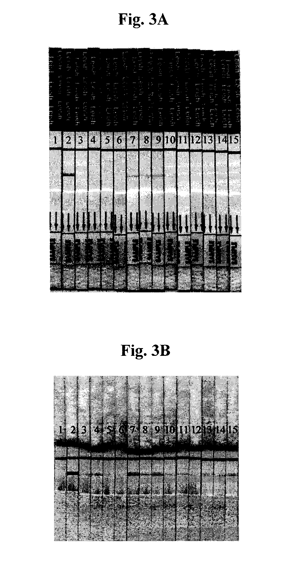 Lateral flow assay system and methods for its use