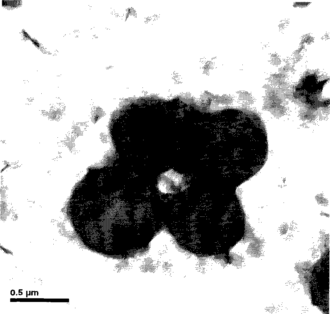 Use of pseudomonas diminuta in degradation of pyrethroid pesticide residue and preparation