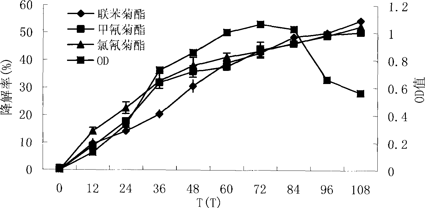 Use of pseudomonas diminuta in degradation of pyrethroid pesticide residue and preparation